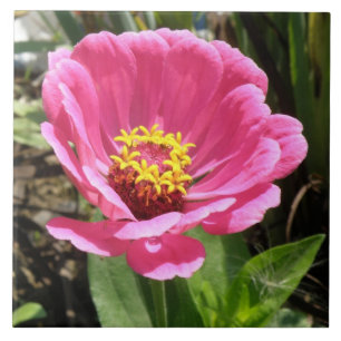 Azulejo Bonito Rosa Zinnia Tile