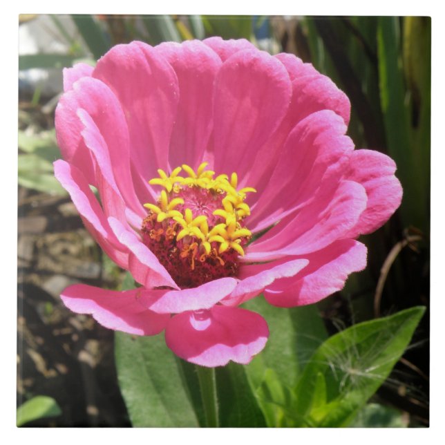 Azulejo Bonito Rosa Zinnia Tile (Frente)