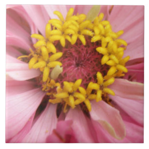 Azulejo Bonito Rosa Zinnia Tile