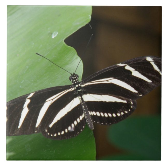 Azulejo Bonito Zebra Longwing Butfly Tile (Frente)