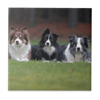 Azulejo border collie