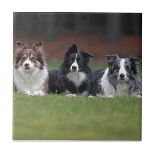 Azulejo border collie (Frente)