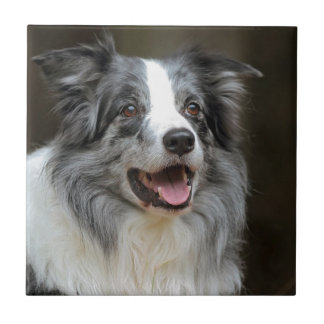 Azulejo Border collie