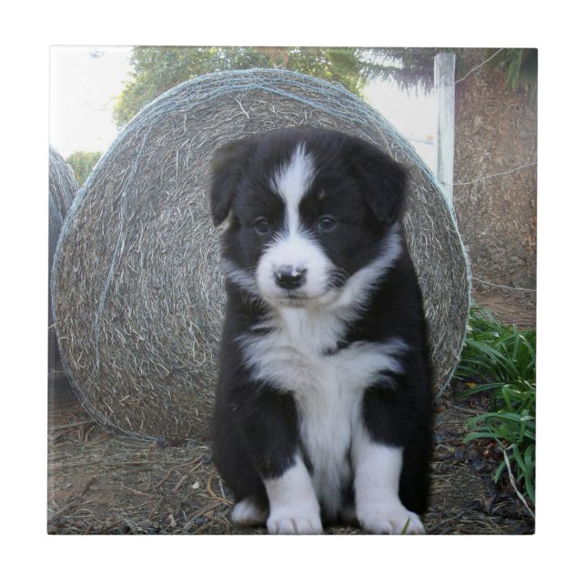 Azulejo Border Collie Cachorro Vida de granja, (Frente)