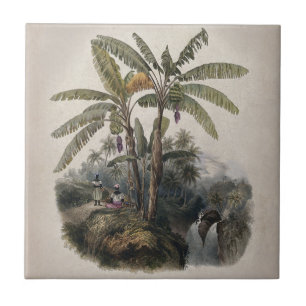 Azulejo Bosque Antiguo de Árboles de Plátano Tropical   Bo