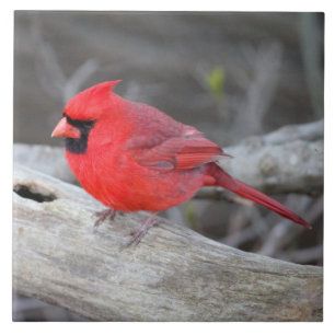 Azulejo Bosque cardinal