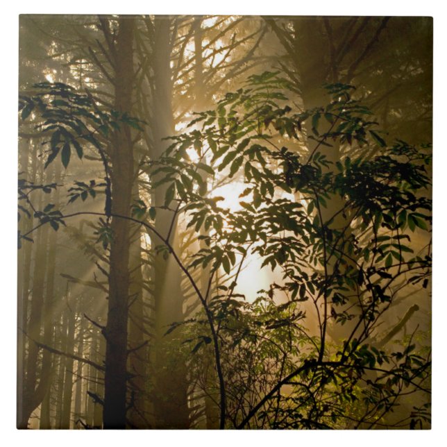 Azulejo Bosque de hoja perenne | Costa de Oregón (Frente)