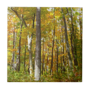 Azulejo Bosque de Hojas Amarillas Paisaje de Otoño