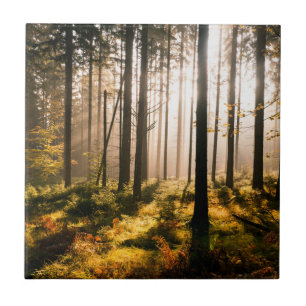 Azulejo Bosque de la caída con Sunrays
