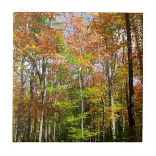 Azulejo Bosque de Otoño II Fotografía de paisaje otoñal