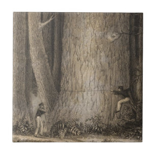 Azulejo Bosque del pino, Oregon