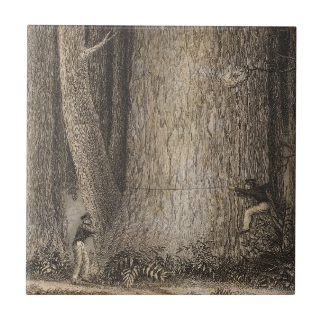 Azulejo Bosque del pino, Oregon (Frente)