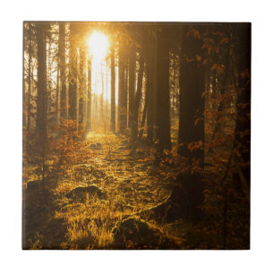 Azulejo Bosque durante el otoño el   Baden Württemberg,