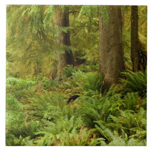 Azulejo Bosque exuberante y helechos   Parque Estatal Ecol