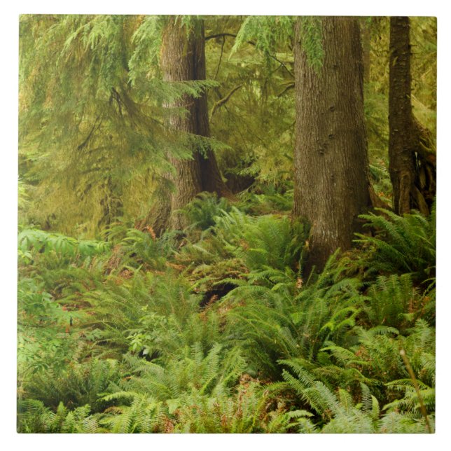 Azulejo Bosque exuberante y helechos | Parque Estatal Ecol (Frente)