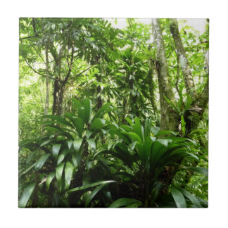 Azulejo Bosque lluvioso dominicano I Naturaleza tropical v