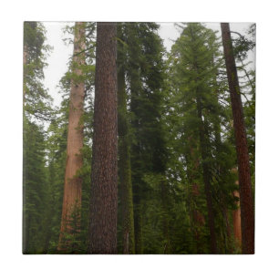 Azulejo Bosque Mariposa en el Parque Nacional Yosemite