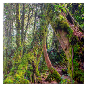 Azulejo Bosque Musgoso
