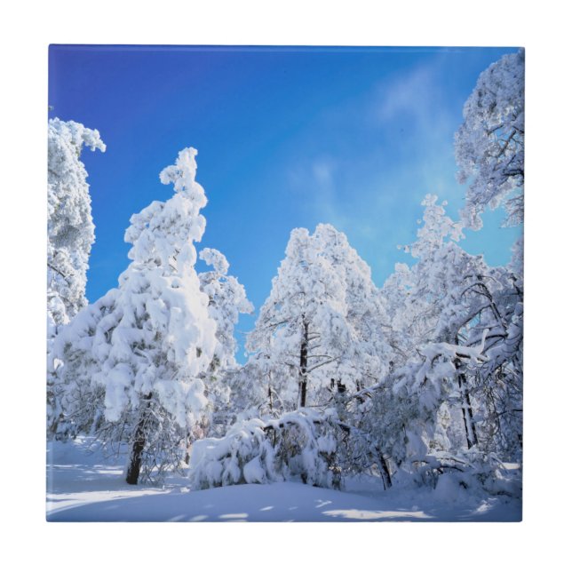 Azulejo Bosque nacional de Cleveland (Frente)