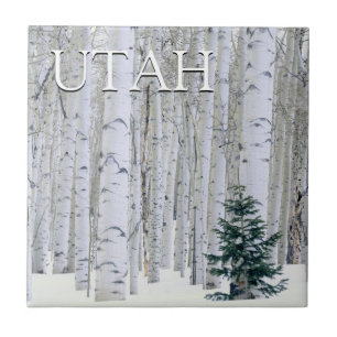 Azulejo Bosque Nacional Manti-LaSal, Utah