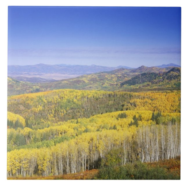 Azulejo Bosque nacional rutinario en color otoño, cerca (Frente)