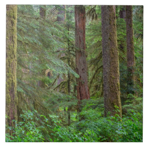 Azulejo Bosque nacional Willamette   Oregón