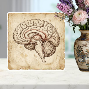 Azulejo Bosquejo de tinta anatómica cerebral vintage sepia