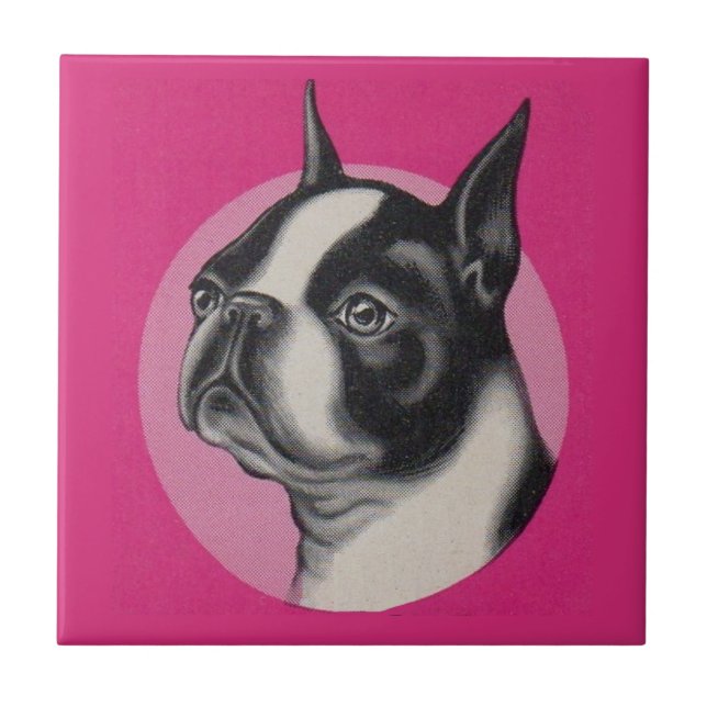 Azulejo Boston terrier (Frente)