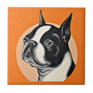 Azulejo Boston terrier