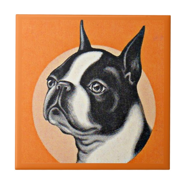 Azulejo Boston terrier (Frente)