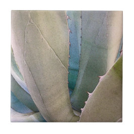 Azulejo Botánica del suroeste del desierto