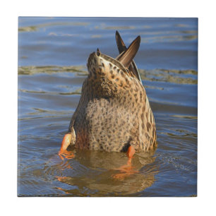 Azulejo Bottoms Up Duck Tile