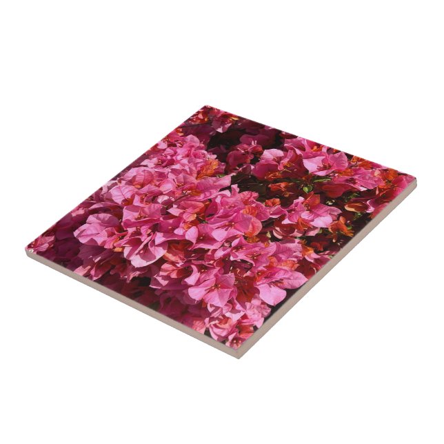 Azulejo Bougainvillea Pink Tropical Vining Shrub Foto (Lado)