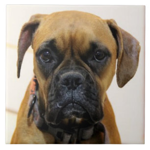 Azulejo BOXER DOG 2, Mascota Love, mejor amigo KEEPSAKE