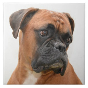 Azulejo BOXER DOG 3, Mascota Amor, Mejor Amigo KEEPSAKE