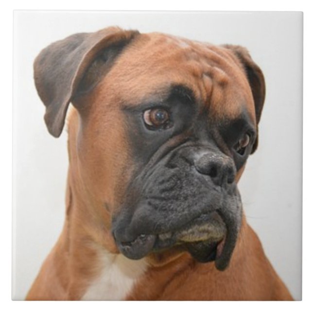 Azulejo BOXER DOG 3, Mascota Amor, Mejor Amigo KEEPSAKE (Frente)