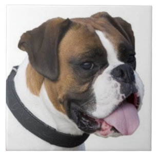 Azulejo BOXER DOG, Mascota Love, mejor amigo KEEPSAKE