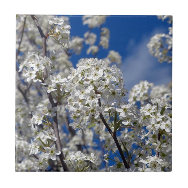 Azulejo Bradford Pear Blooms (Frente)