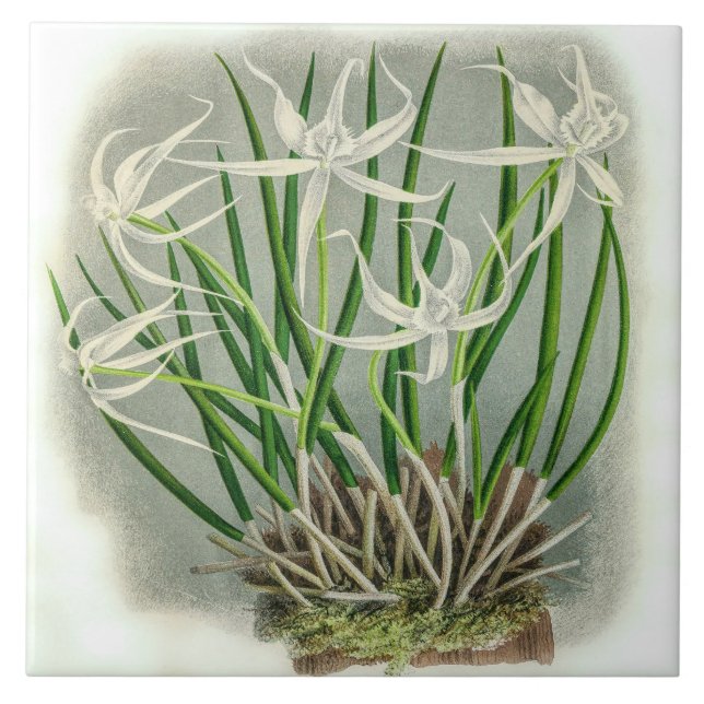 Azulejo Brassavola Cuculatta Flor Orquídea (Frente)