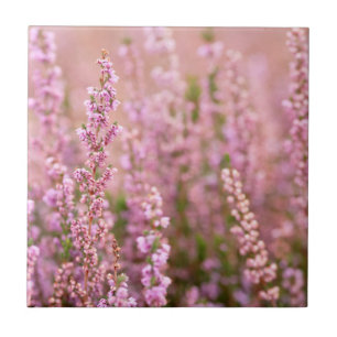 Azulejo Brezo en Horsham, Sussex, Inglaterra