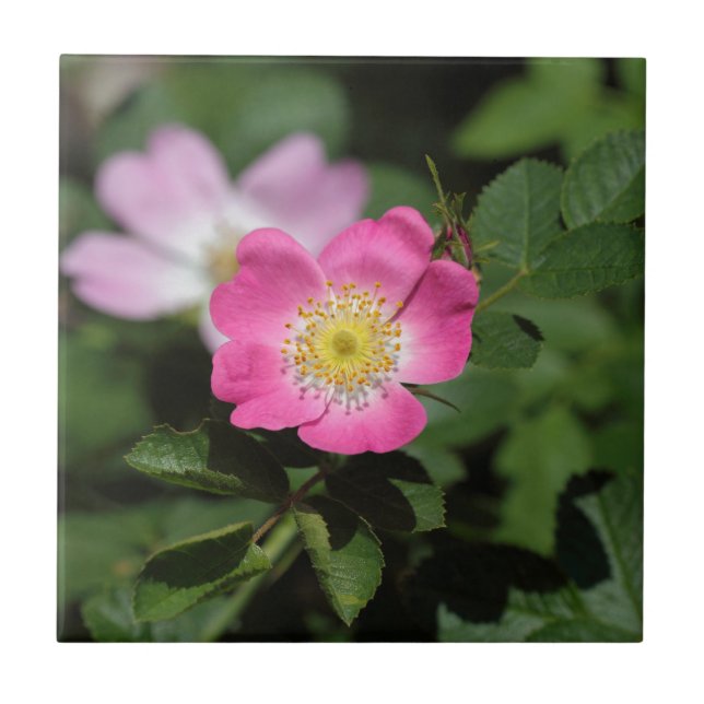 Azulejo Briar dulce subió (rubiginosa de Rosa) (Frente)