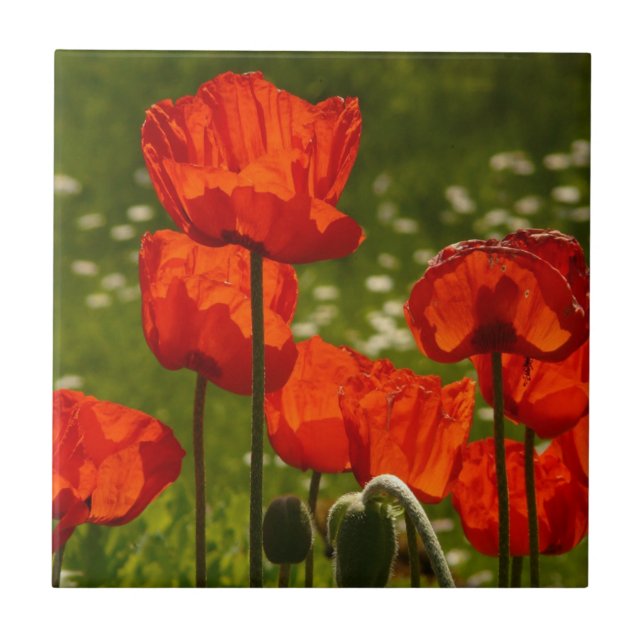Azulejo Bright Poppies Close Up Photo (Frente)