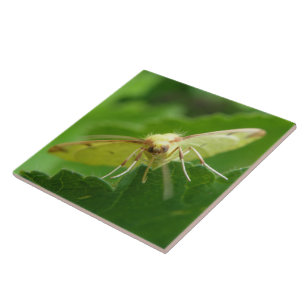 Azulejo Brimstone Moth