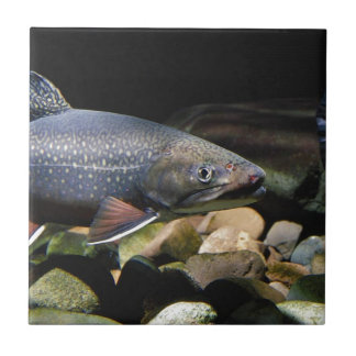 Azulejo Brook Trout