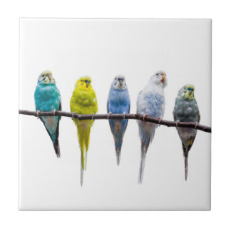 Azulejo Budgies