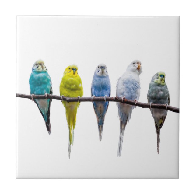 Azulejo Budgies (Frente)