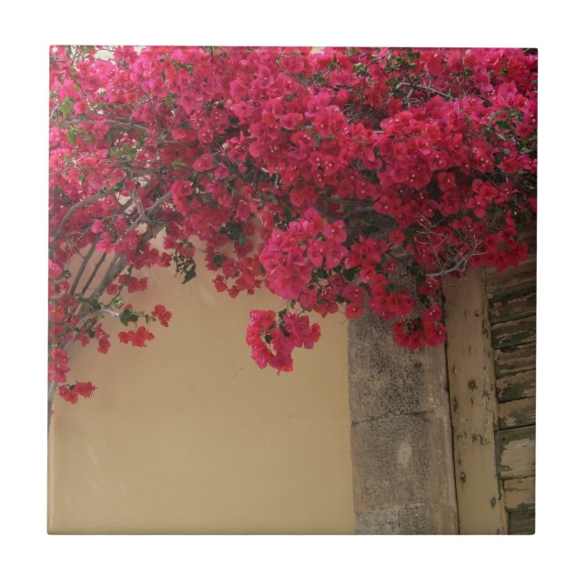 Azulejo Bugainvilleas en un edificio rústico en Grecia (Frente)