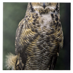 Azulejo Búho Americano (Bubo virginianus), cuerpo completo