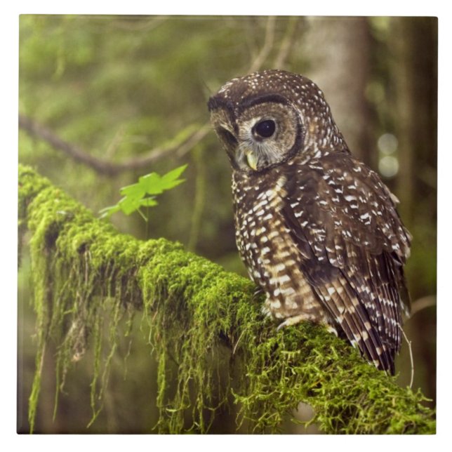 Azulejo Búho manchado del norte (Strix occidentals caurina (Frente)