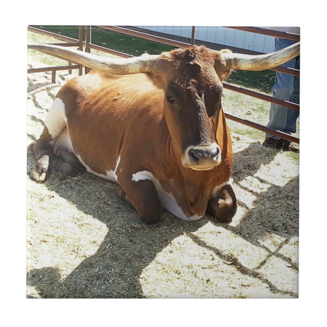 Azulejo Bull Cow Long Horns Ranch rodeo Animal Photography (Frente)